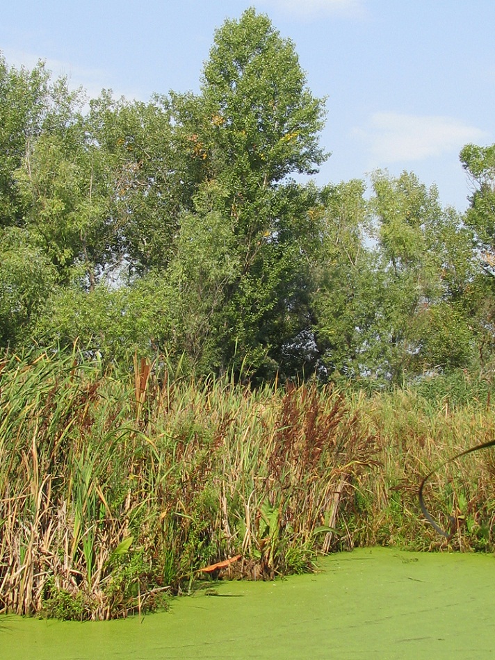 Район Гребного канала, image of landscape/habitat.