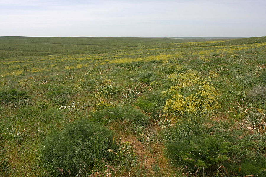 Лощина Акжар, image of landscape/habitat.