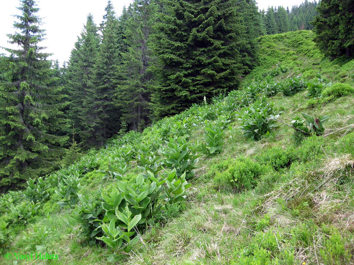 Заповедник "Горганы", Кливки, image of landscape/habitat.