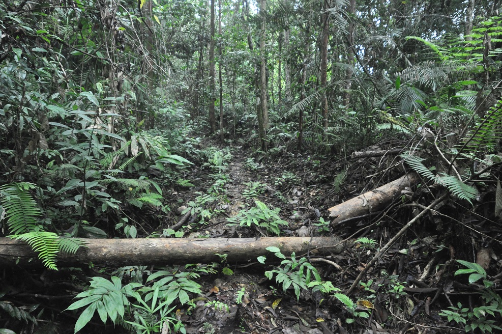 Гора Трас-Мади, image of landscape/habitat.