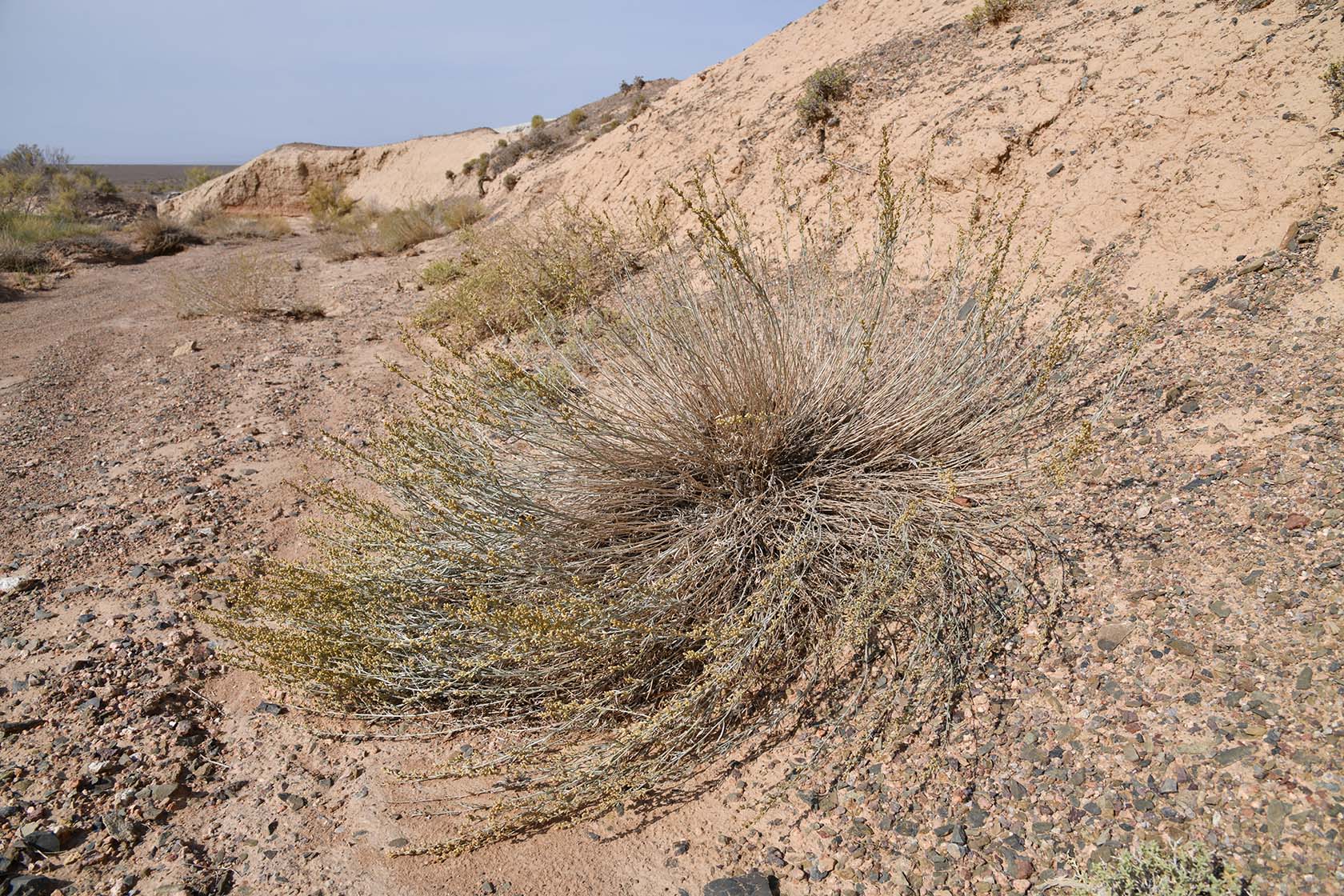 Горы Улькен-Богуты, image of landscape/habitat.