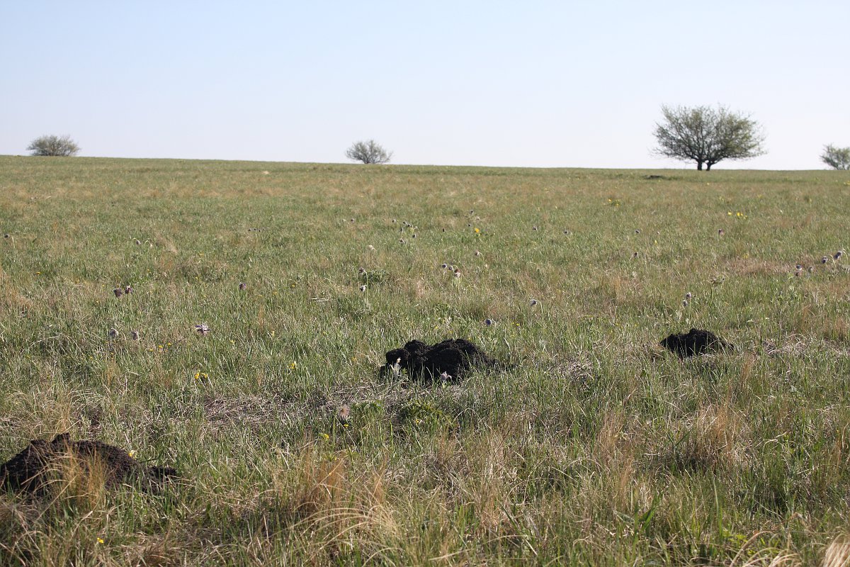 Ямская степь, image of landscape/habitat.