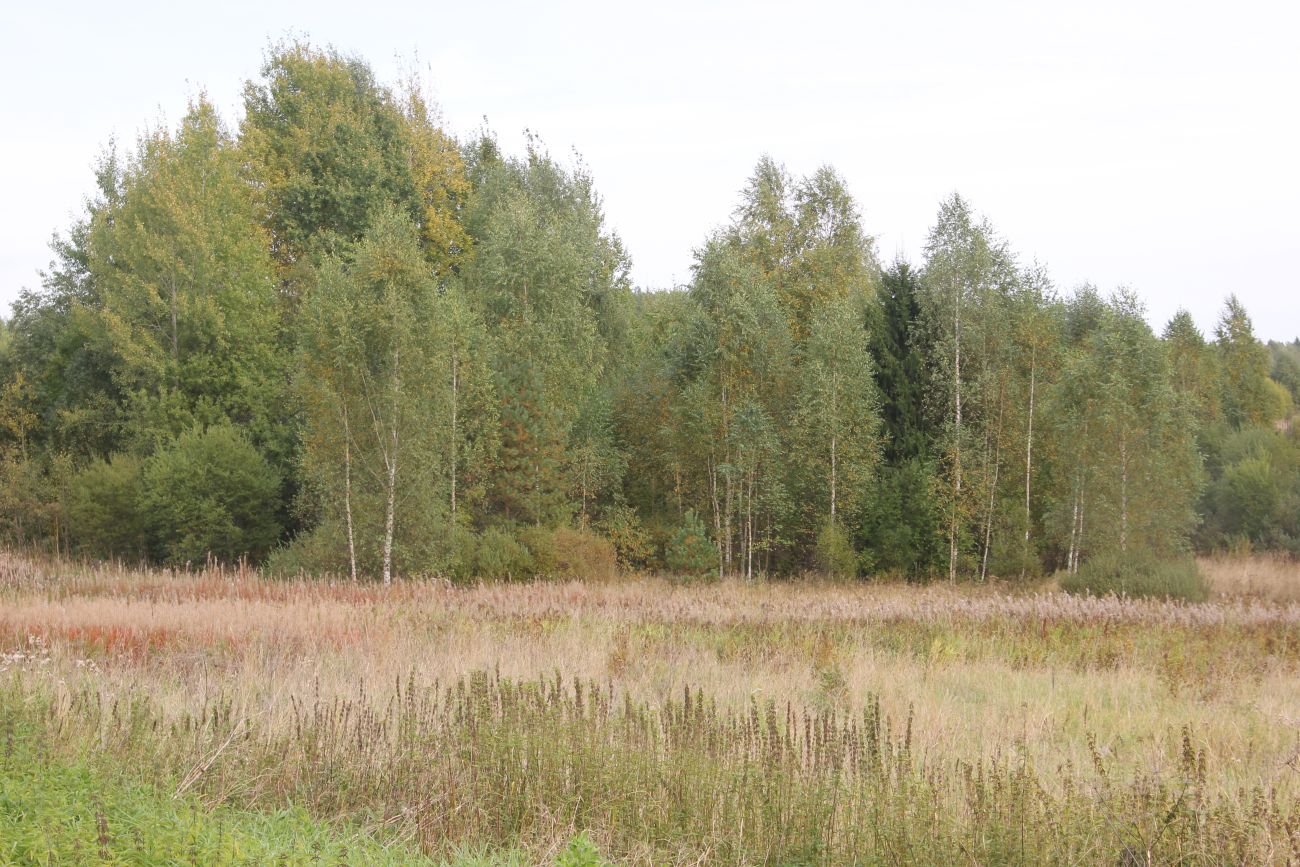 Окрестности хутора Плосково, image of landscape/habitat.