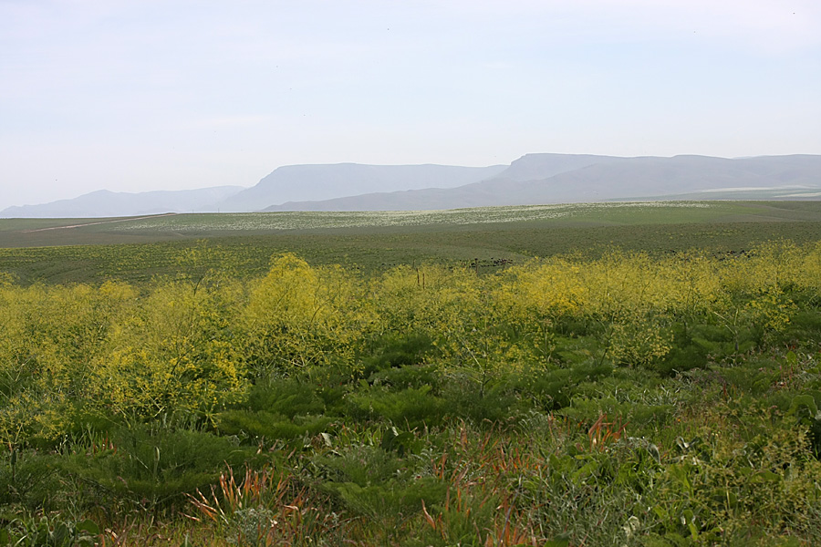 Лощина Акжар, image of landscape/habitat.