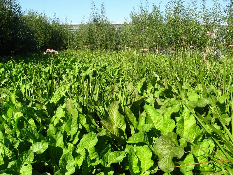 Долина Томи в окр. Томска, image of landscape/habitat.