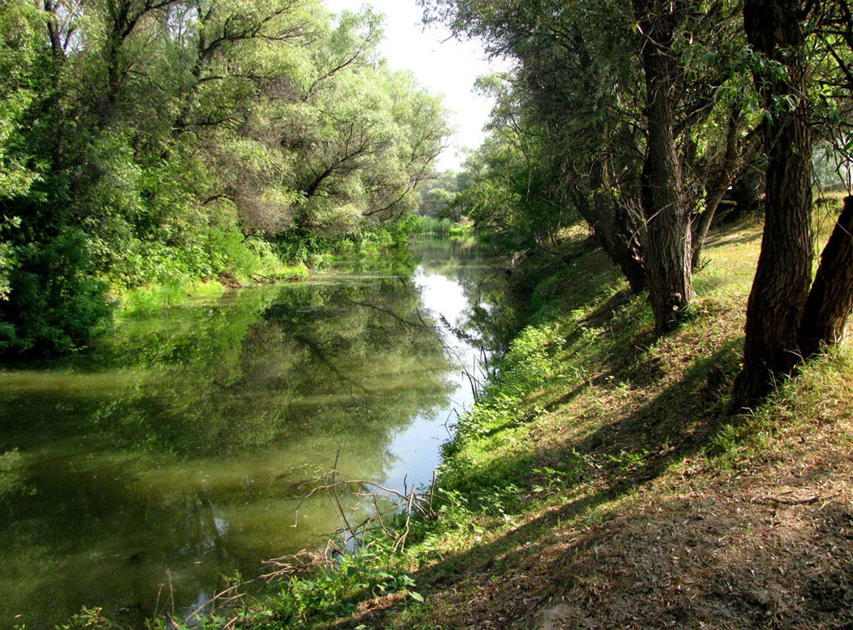 Болда, image of landscape/habitat.