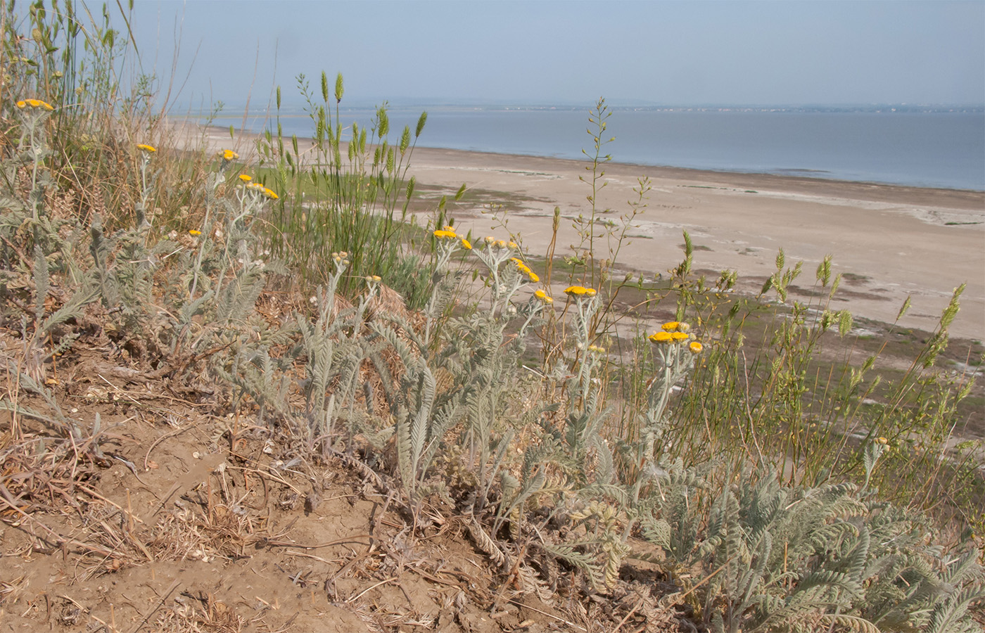 Витязевский лиман, image of landscape/habitat.