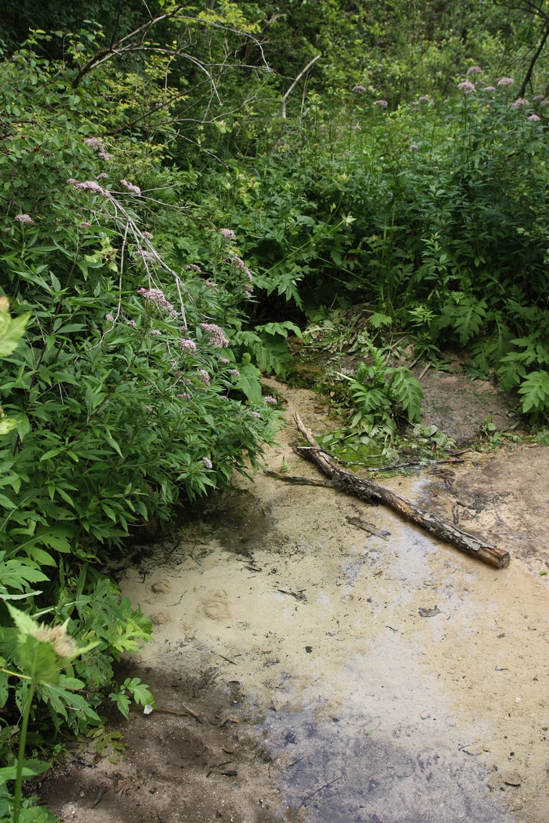 Изборско-Мальская долина, image of landscape/habitat.