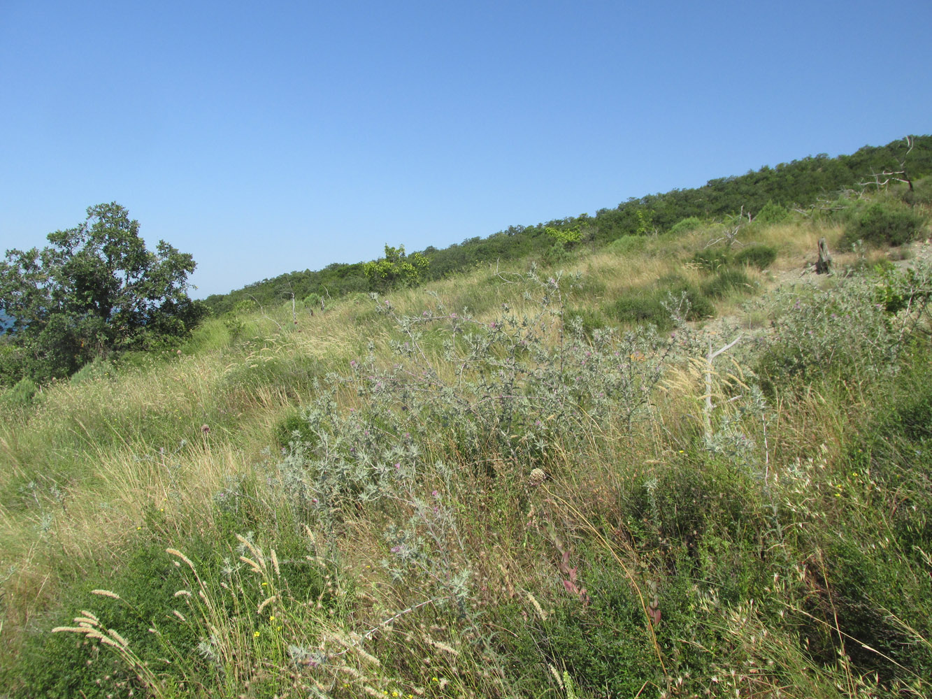 Широкая Балка, image of landscape/habitat.