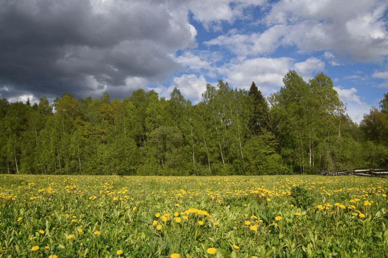 Окрестности деревни Чёлохово, image of landscape/habitat.