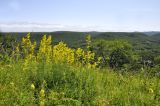 Монакино, image of landscape/habitat.