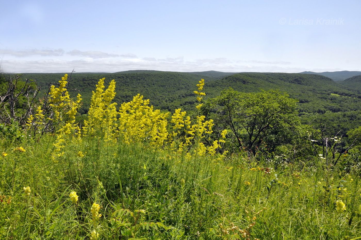 Монакино, image of landscape/habitat.