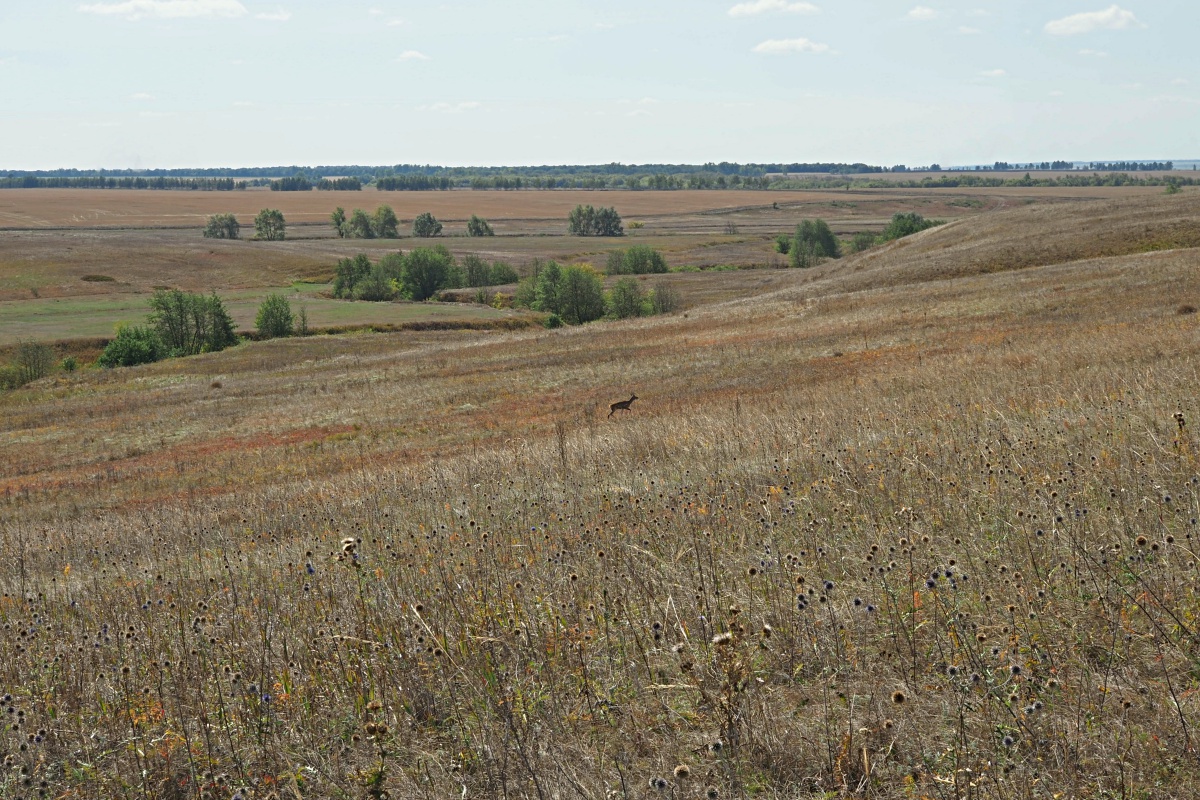 Долины рек Авраль, image of landscape/habitat.