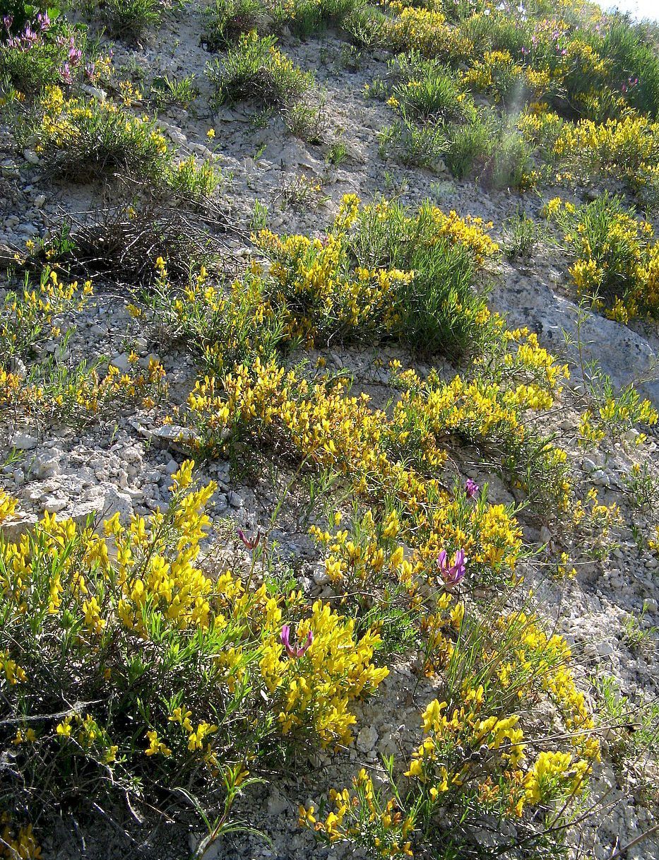 Моровая, image of landscape/habitat.