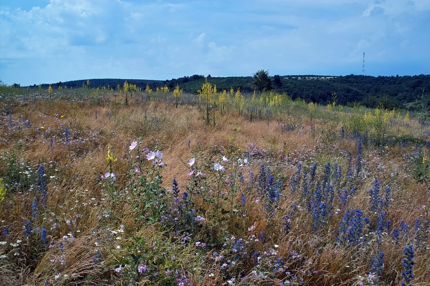 Сахарна, image of landscape/habitat.