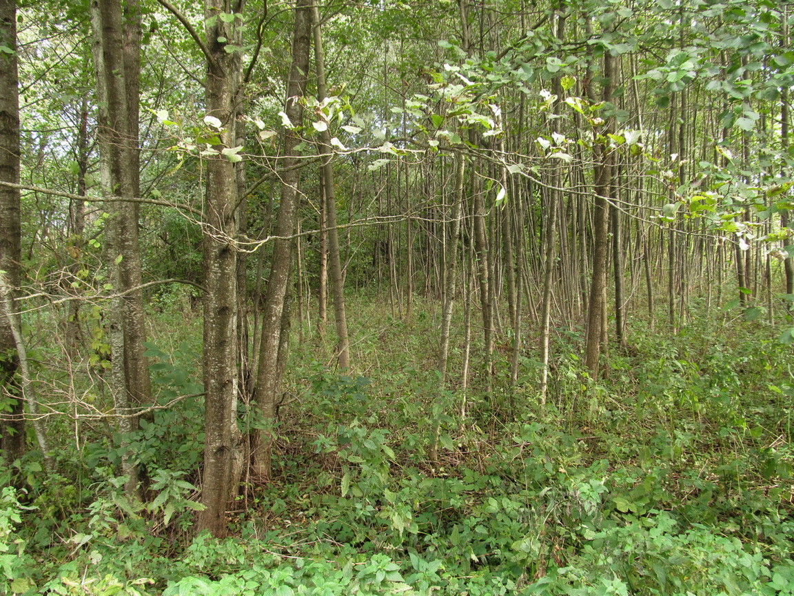 Писаруки, image of landscape/habitat.