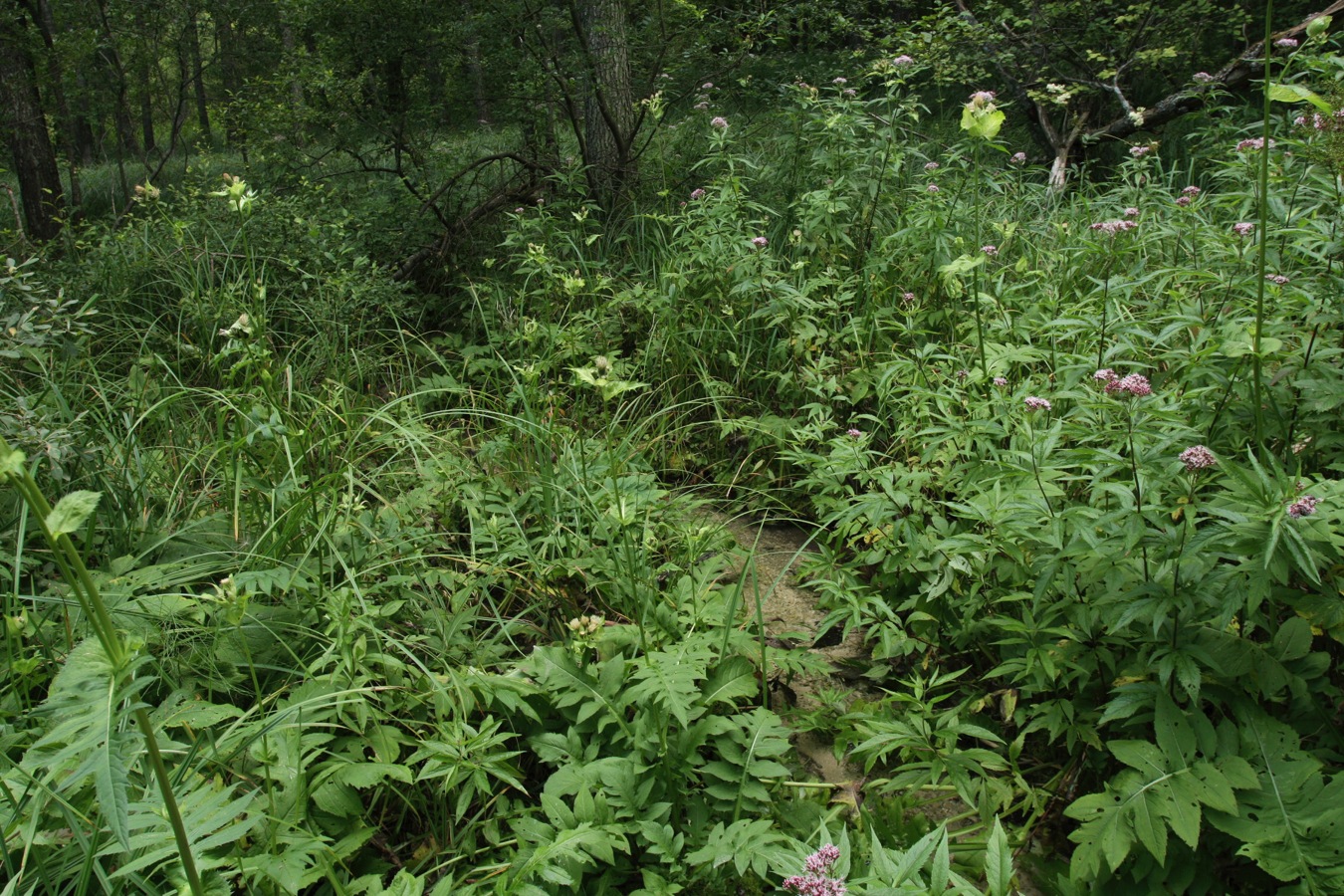 Изборско-Мальская долина, image of landscape/habitat.