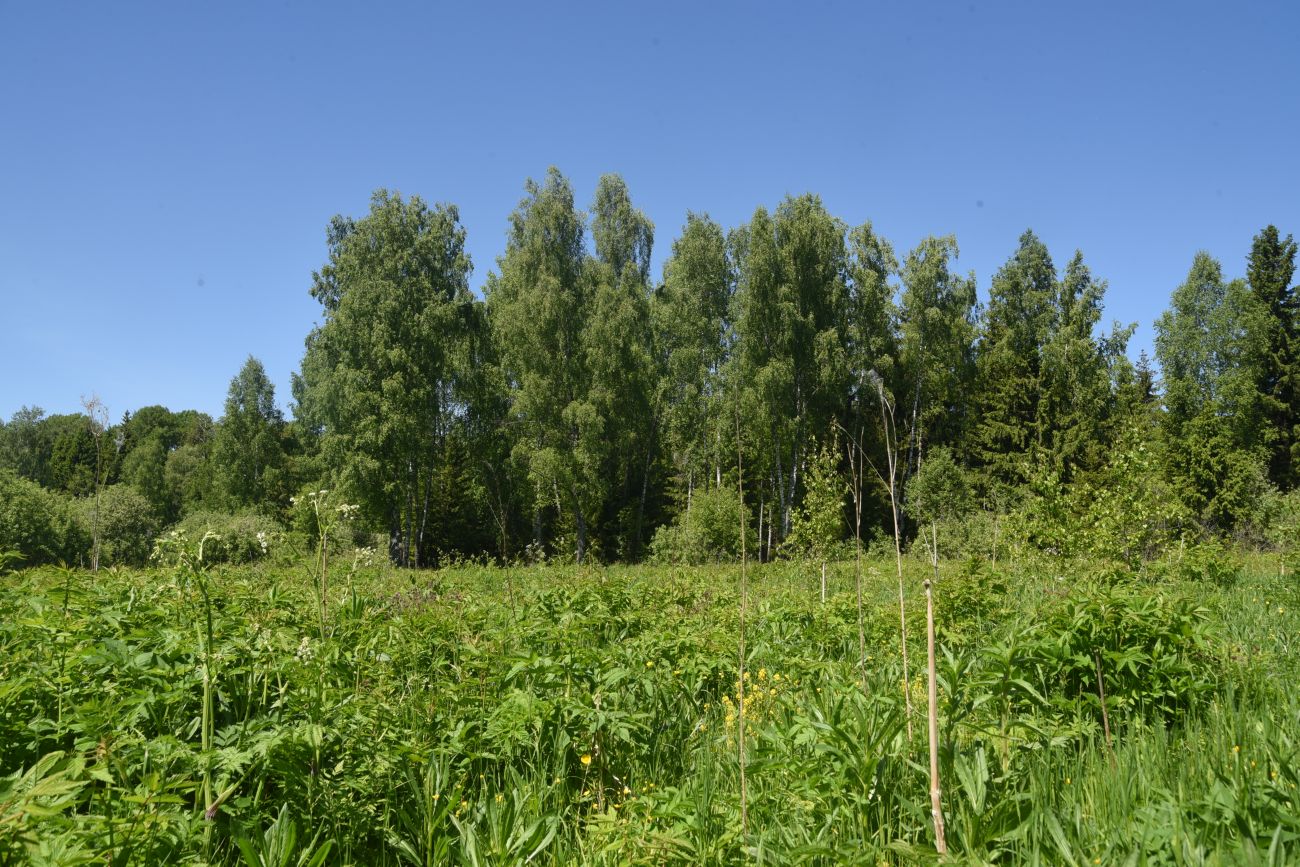 Окрестности истока реки Межиха, image of landscape/habitat.