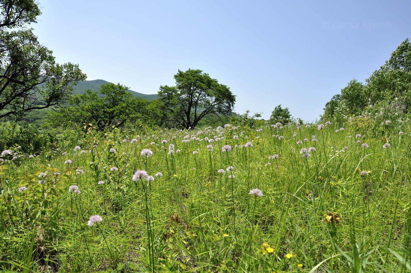 Монакино, image of landscape/habitat.