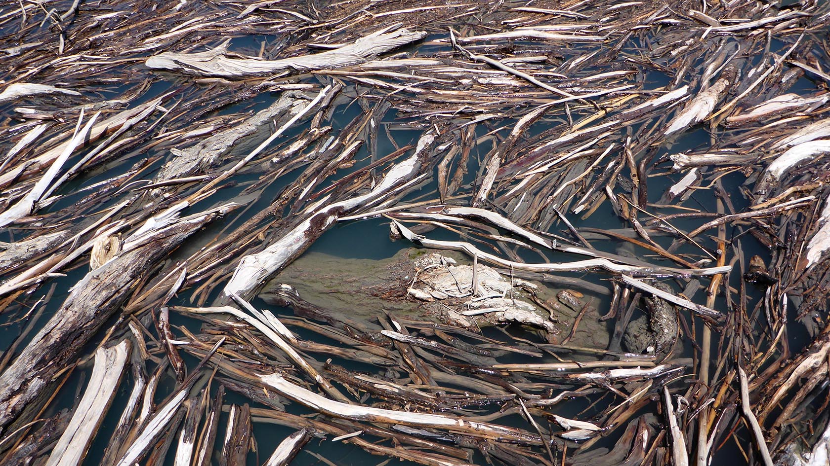 Восточный Сарез, image of landscape/habitat.