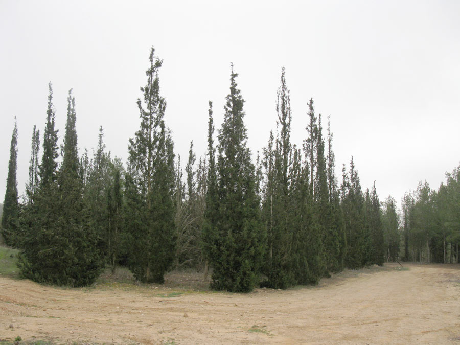 Лес Лаав, image of landscape/habitat.