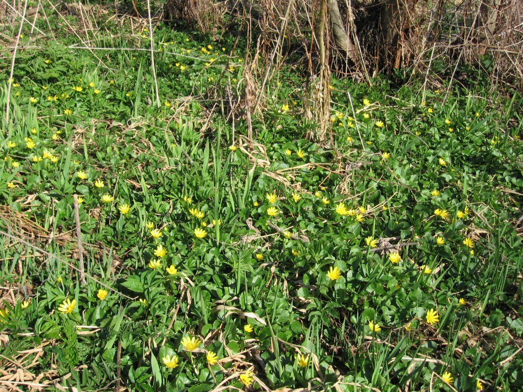 Жарь, image of landscape/habitat.