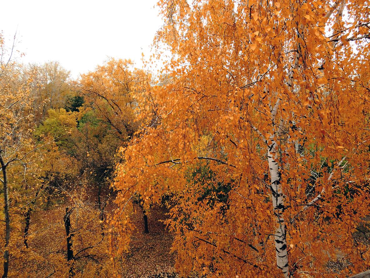 Верхняя Терраса и окрестности, image of landscape/habitat.