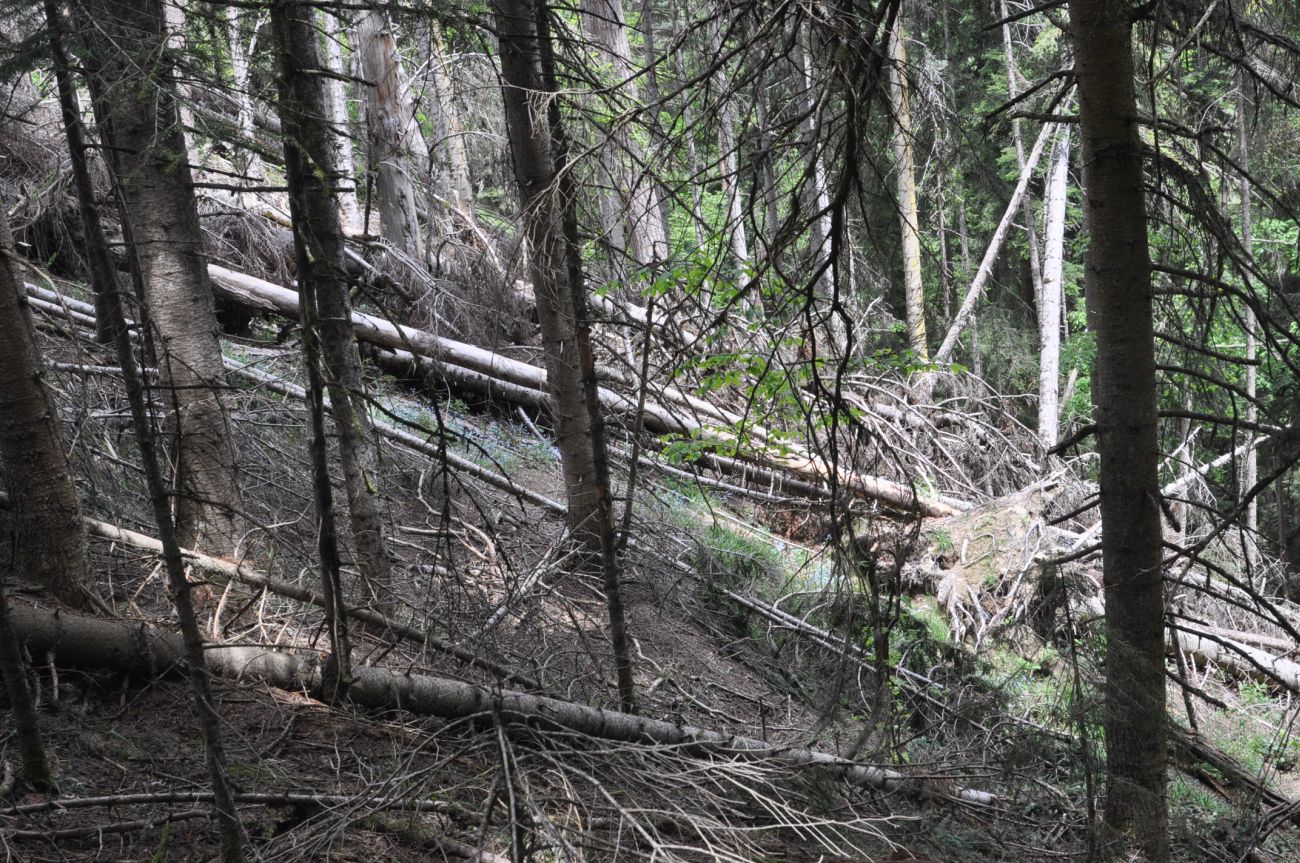 Нац. парк "Боржоми-Харагаули", image of landscape/habitat.