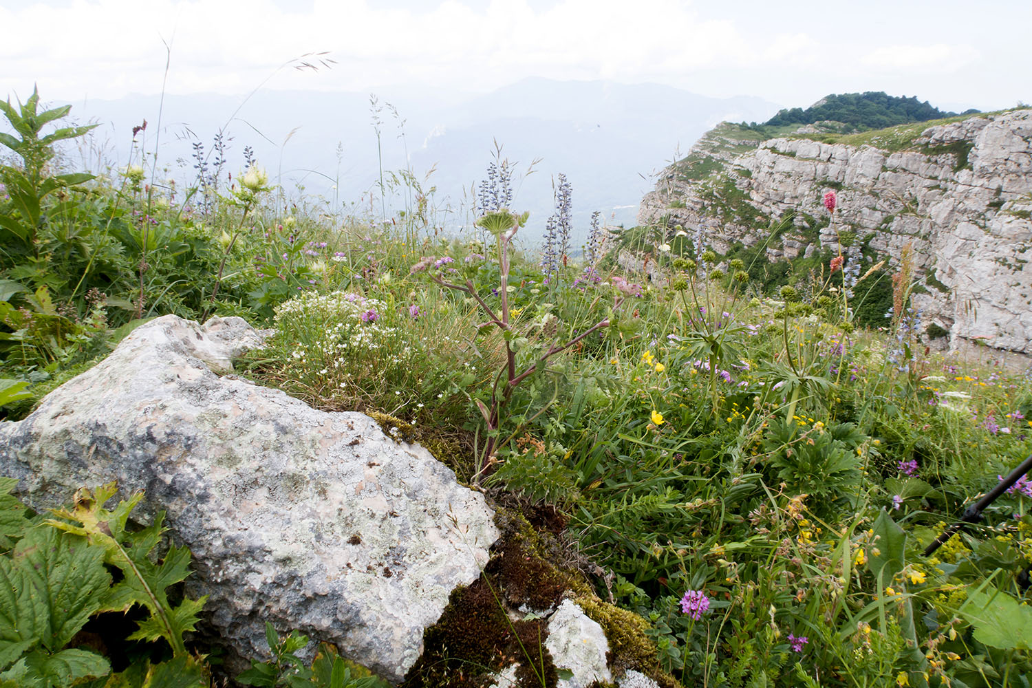 Черногор, image of landscape/habitat.