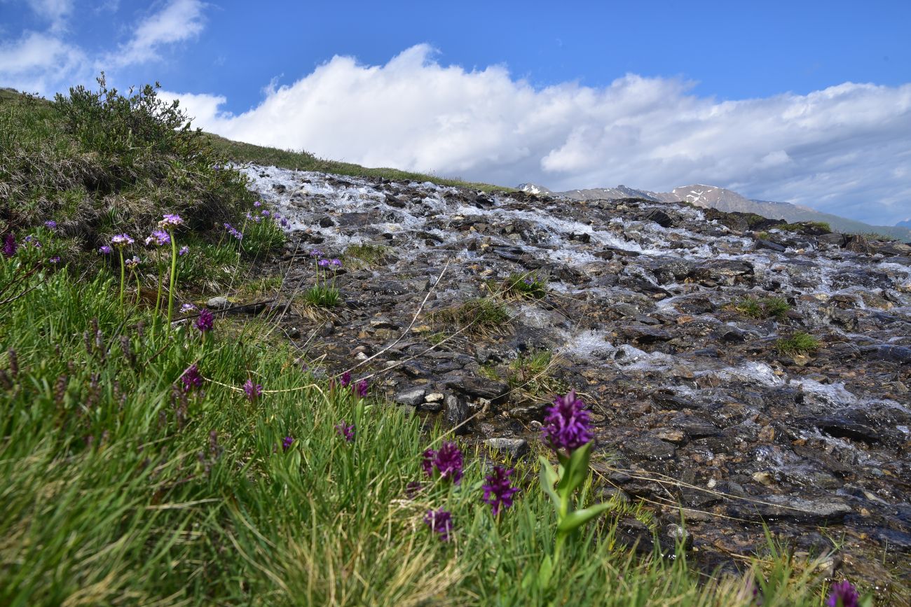 Восточный склон горы Чегет, image of landscape/habitat.