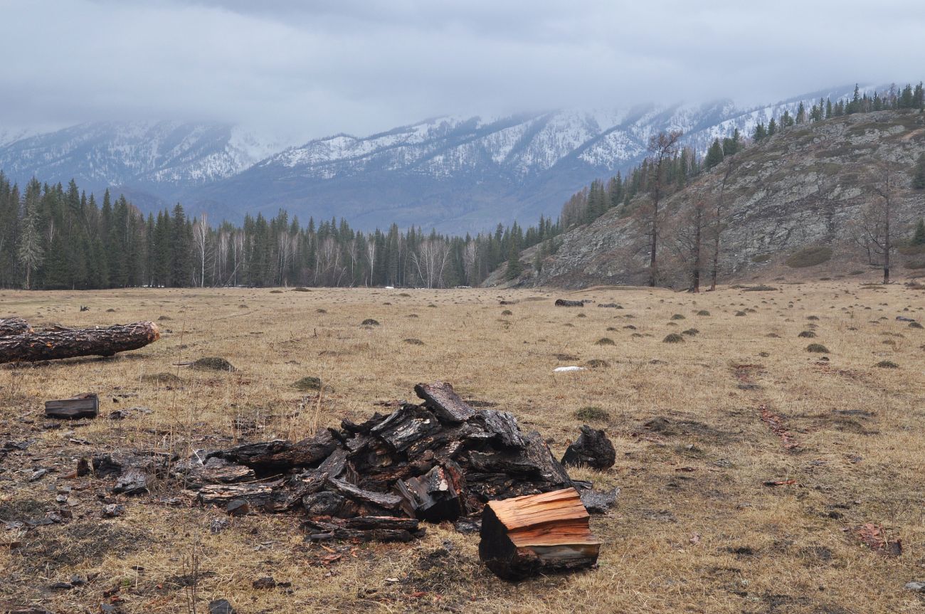 Окрестности села Кучерла, image of landscape/habitat.