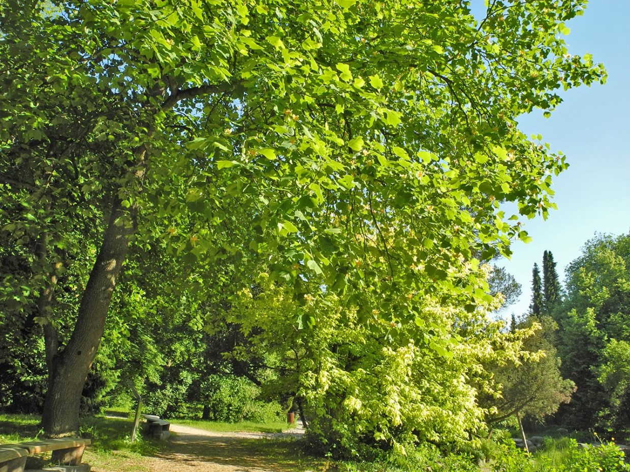 Арборетум в Рогове, image of landscape/habitat.