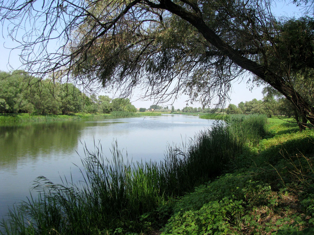 Болда, image of landscape/habitat.