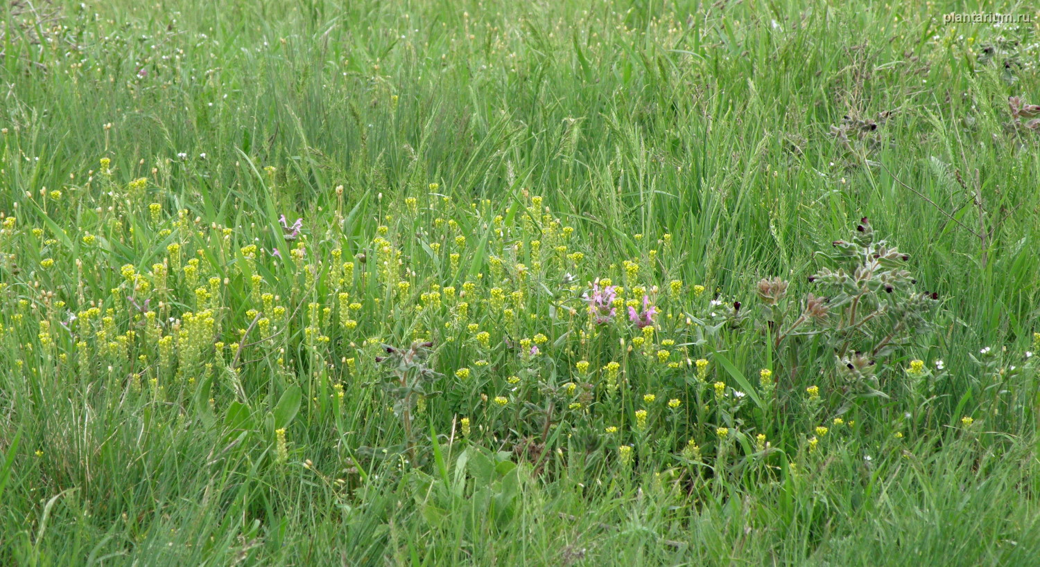 Станица Шкуринская, image of landscape/habitat.