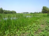 Болда, image of landscape/habitat.