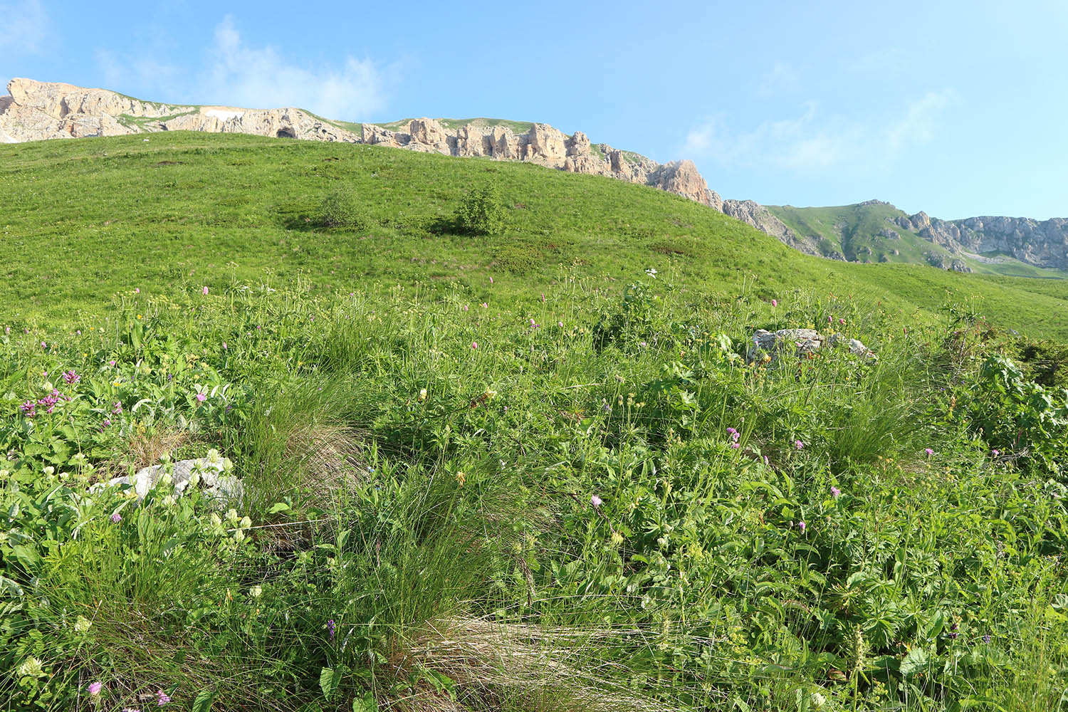 Яворова Поляна, image of landscape/habitat.