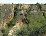 Image of landscape