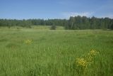 Image of landscape