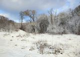 Пасовский лес, image of landscape/habitat.