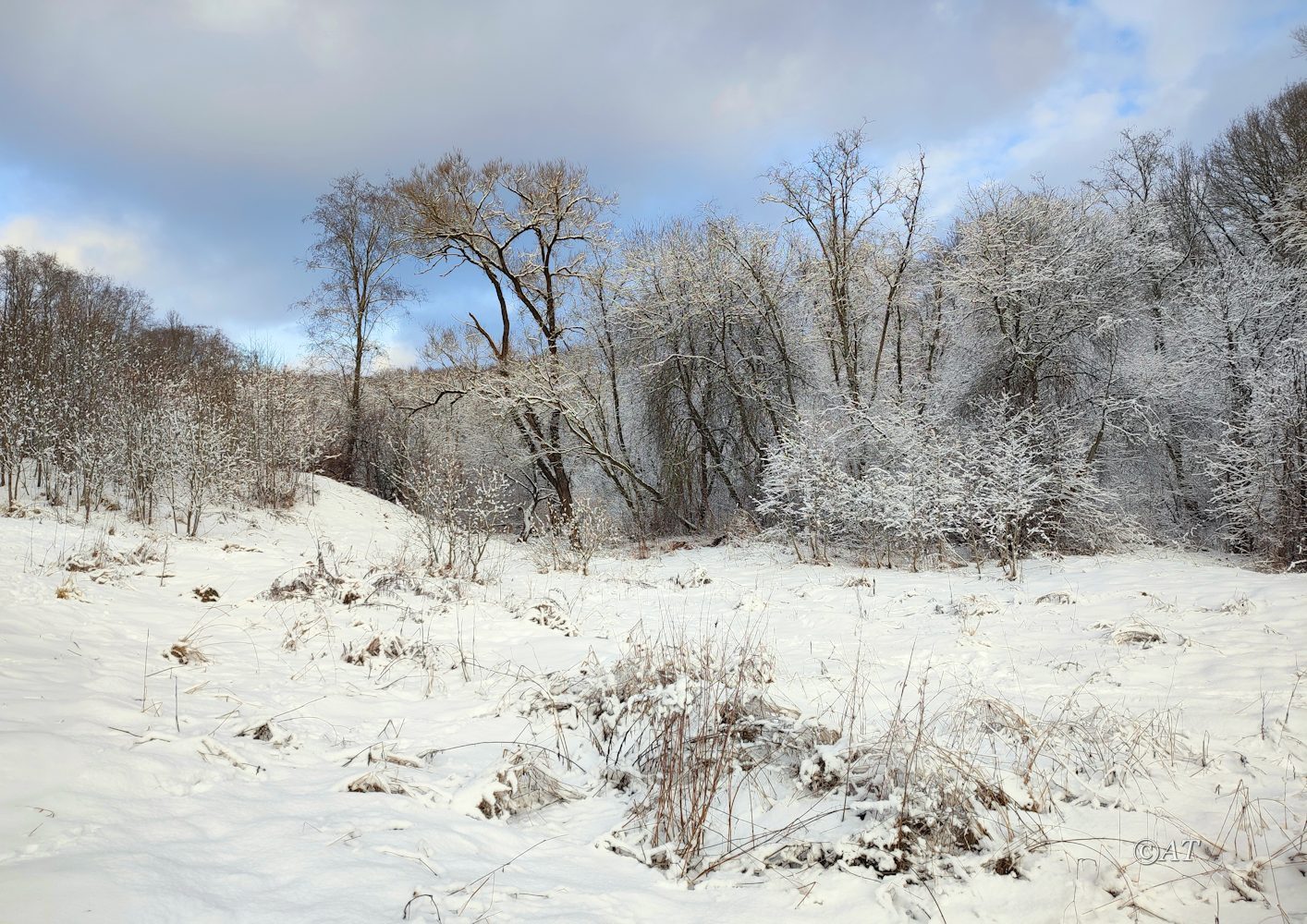 Пасовский лес, image of landscape/habitat.