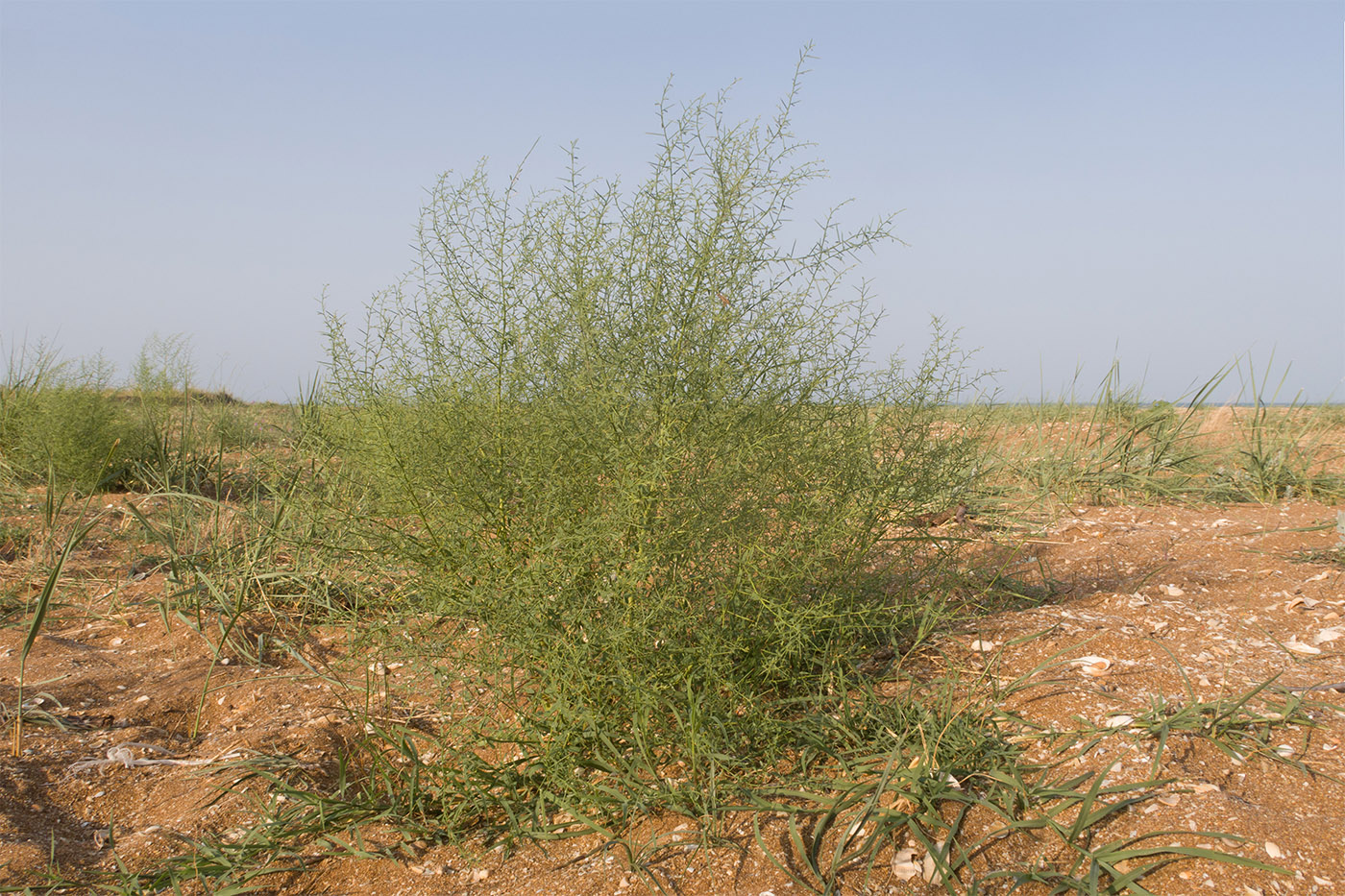 Берег моря у б/о "Связист", image of landscape/habitat.