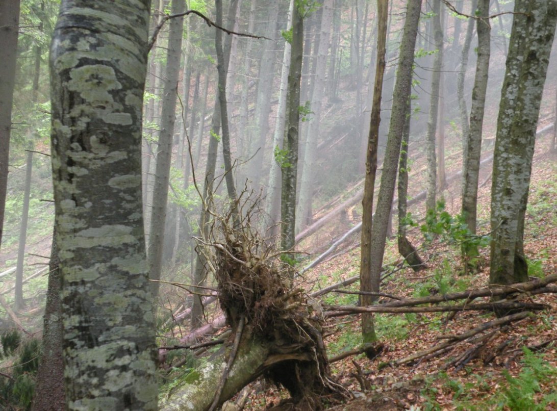 Окрестности с. Усть-Черная, image of landscape/habitat.