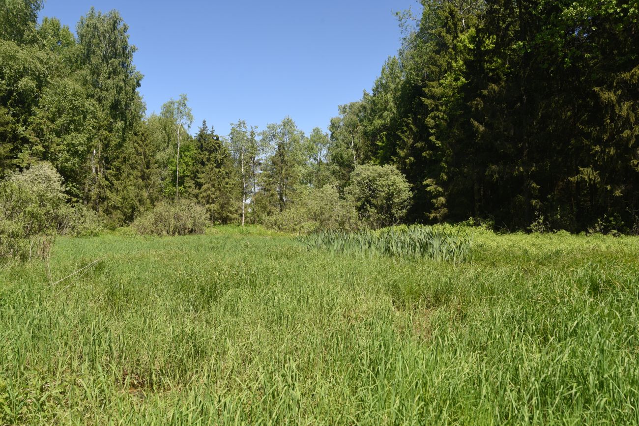 Окрестности истока реки Межиха, image of landscape/habitat.