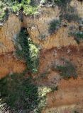 Image of landscape