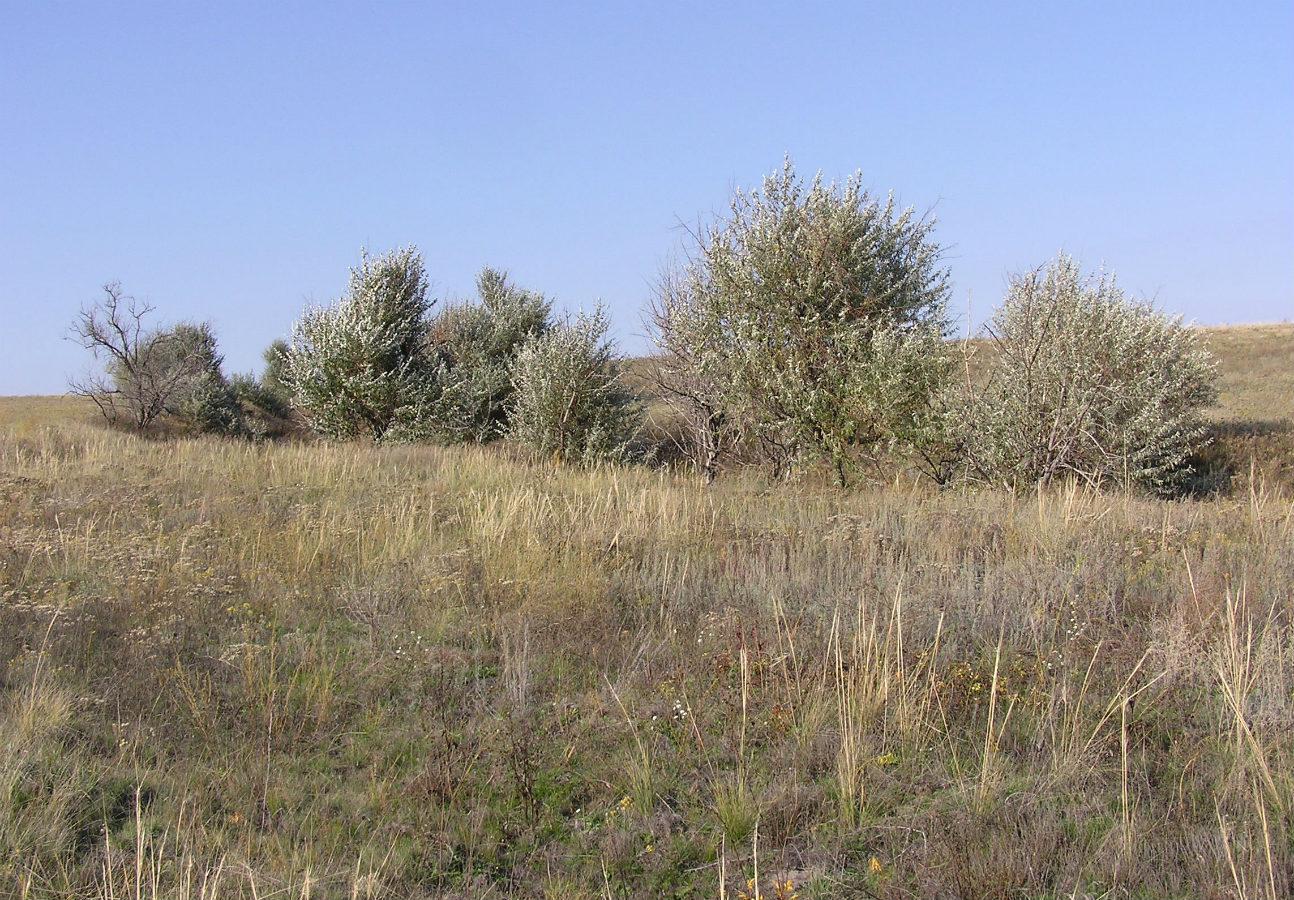 Окрестности села Докторовка, изображение ландшафта.