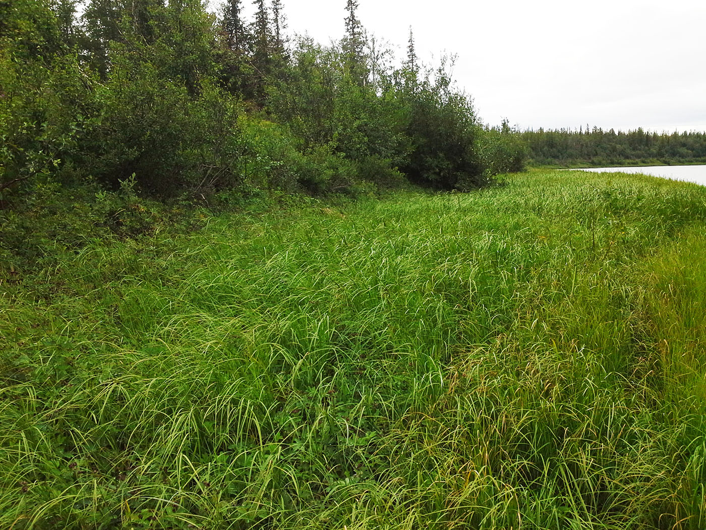 Ханмей в окрестностях Обской, image of landscape/habitat.