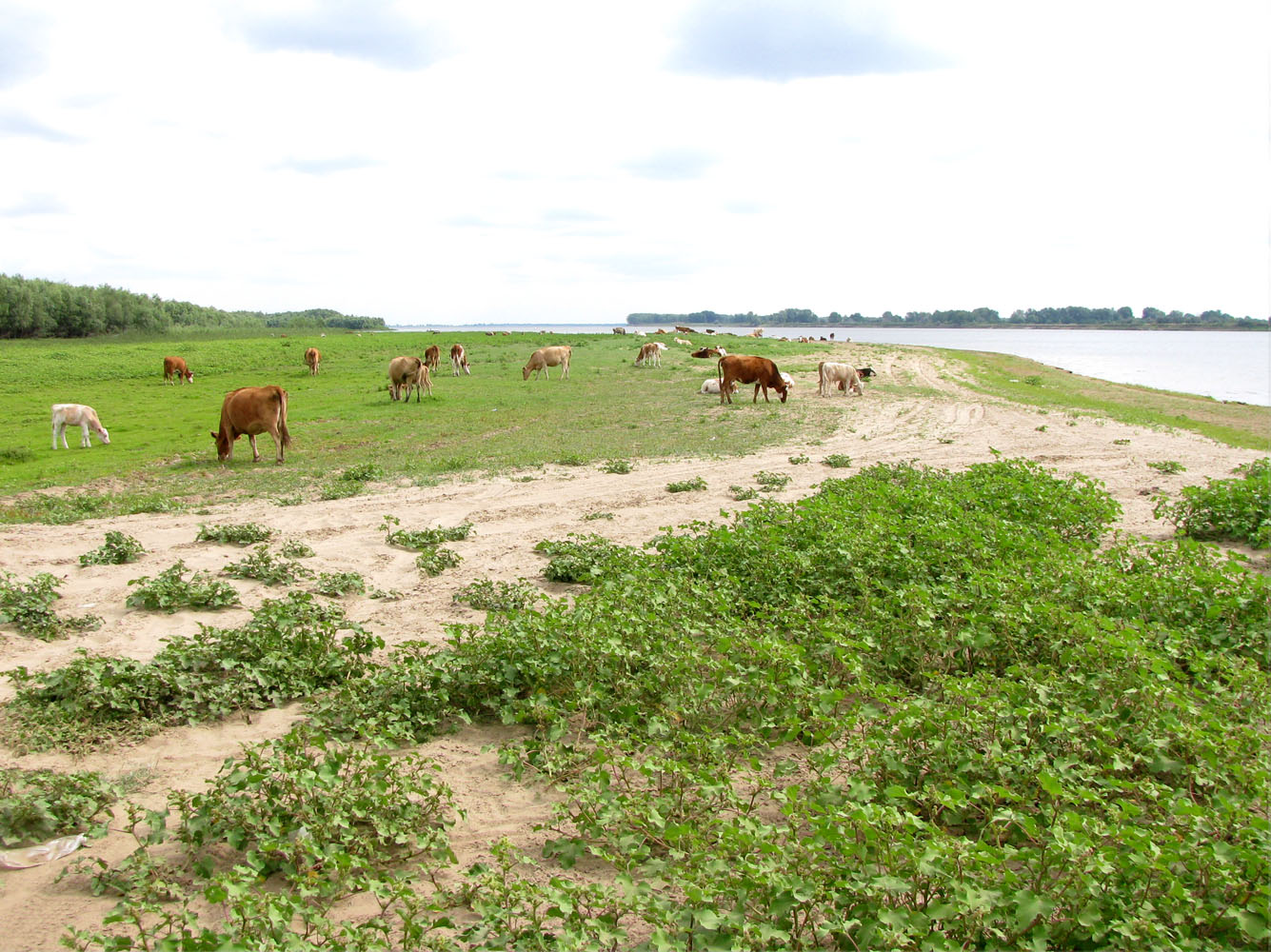 Волго-Ахтубинская пойма, image of landscape/habitat.