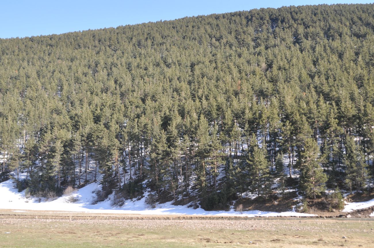 Окрестности верховьев реки Кура, image of landscape/habitat.