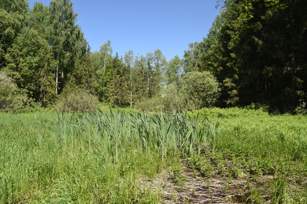 Окрестности истока реки Межиха, image of landscape/habitat.