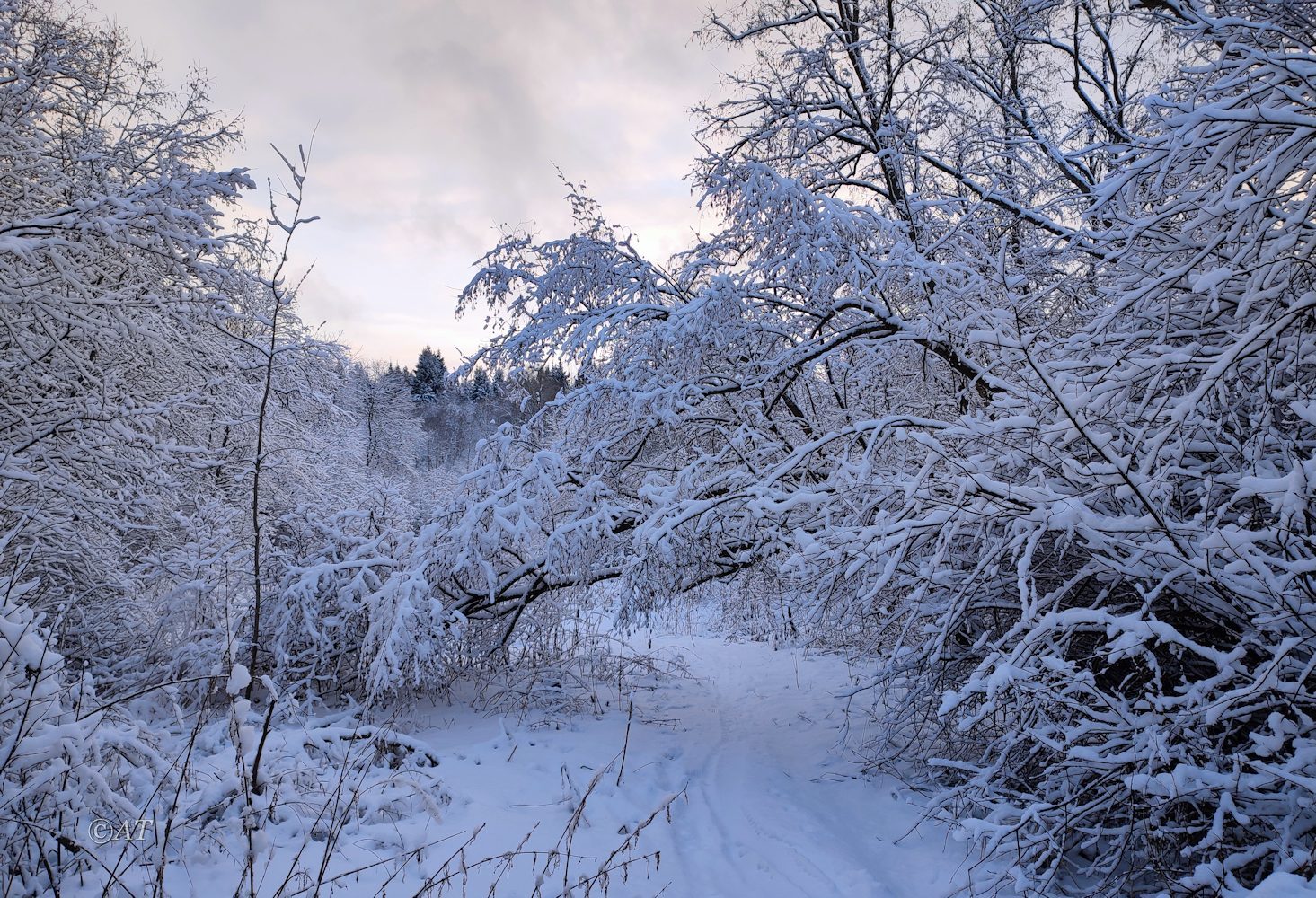 Пасовский лес, image of landscape/habitat.